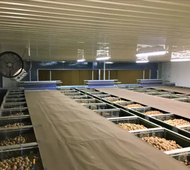 北海道　加工馬鈴薯の貯蔵・風乾