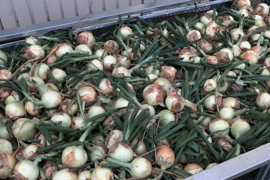 タマネギ乾燥前