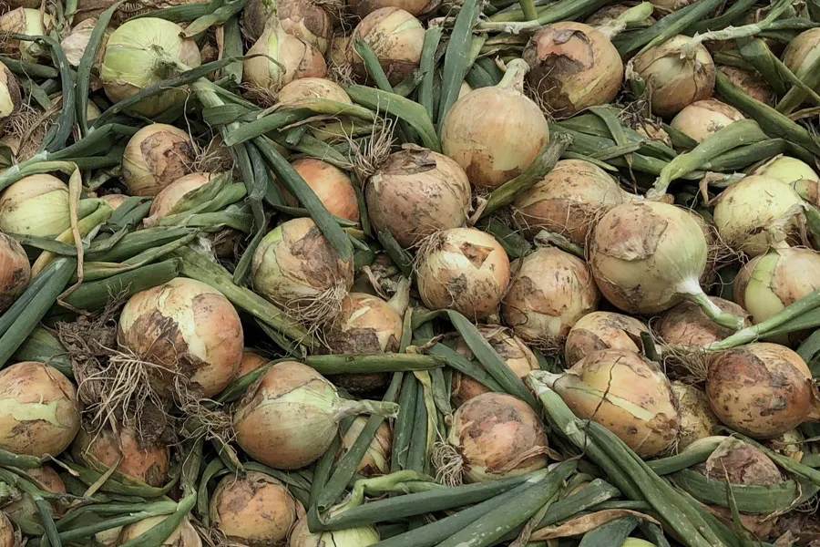 タマネギ乾燥前