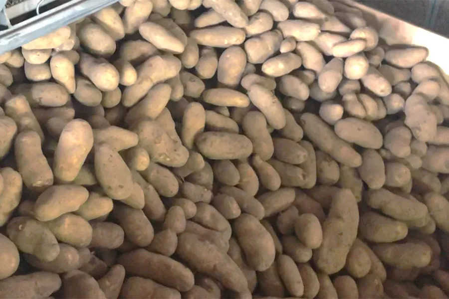 ジャガイモ乾燥後