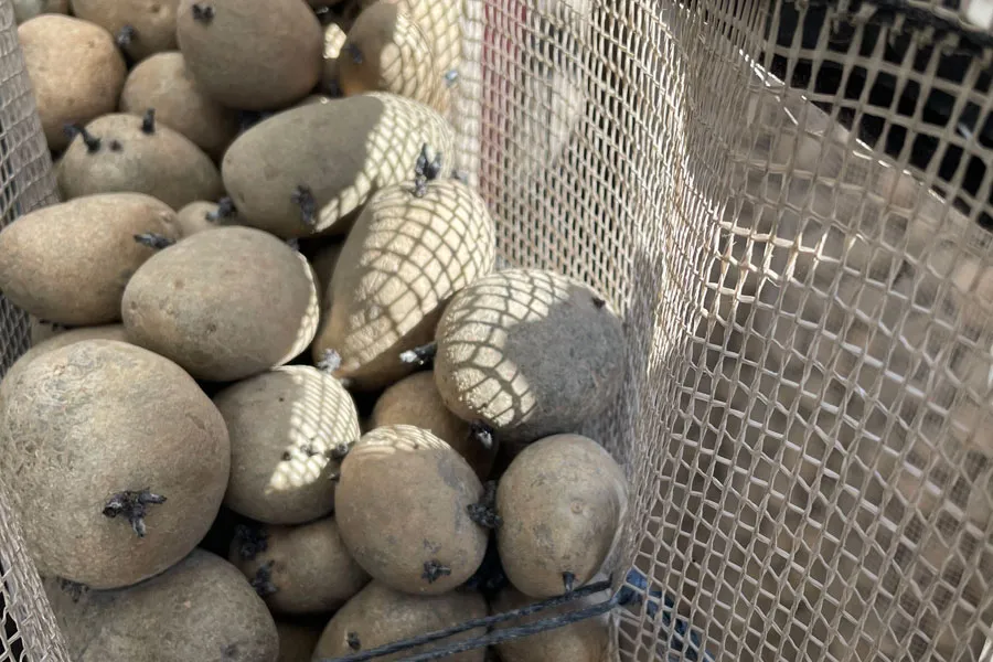 ヨッペシステム